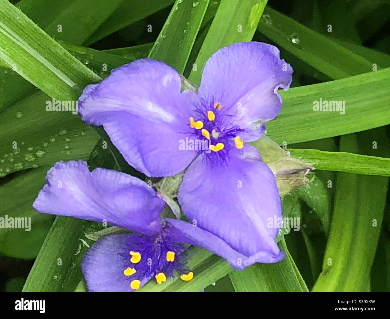 Wilde Blume, 3 Blütenblätter, lila, gelbe Mitte, grüne Blätter, Nahaufnahme, Abwärtswinkel, Natur, Natur, Pflanze Stockfoto