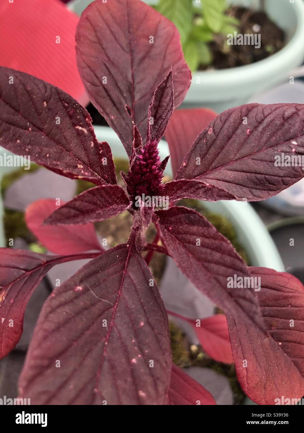 Rote Blattpflanze, mit roter Blume aus nächster Nähe Stockfoto