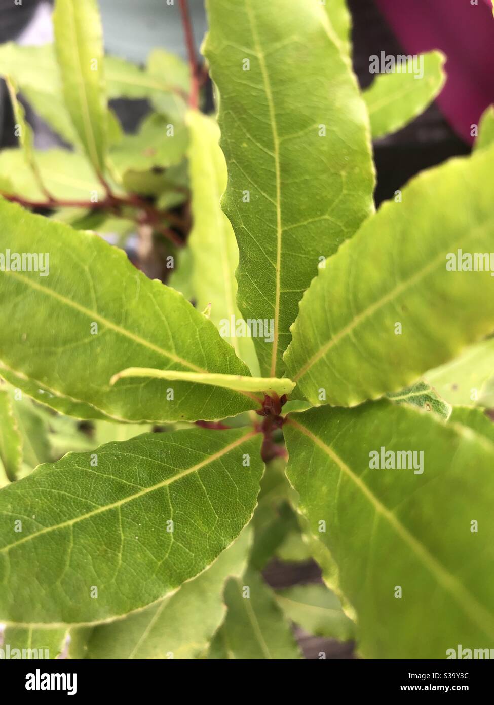 Green Bay Blätter, Nahaufnahme, natürlich Stockfoto