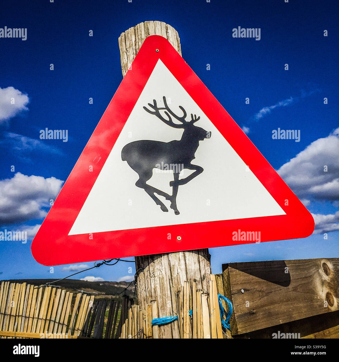 Ein Warnschild für Hirsche Stockfoto