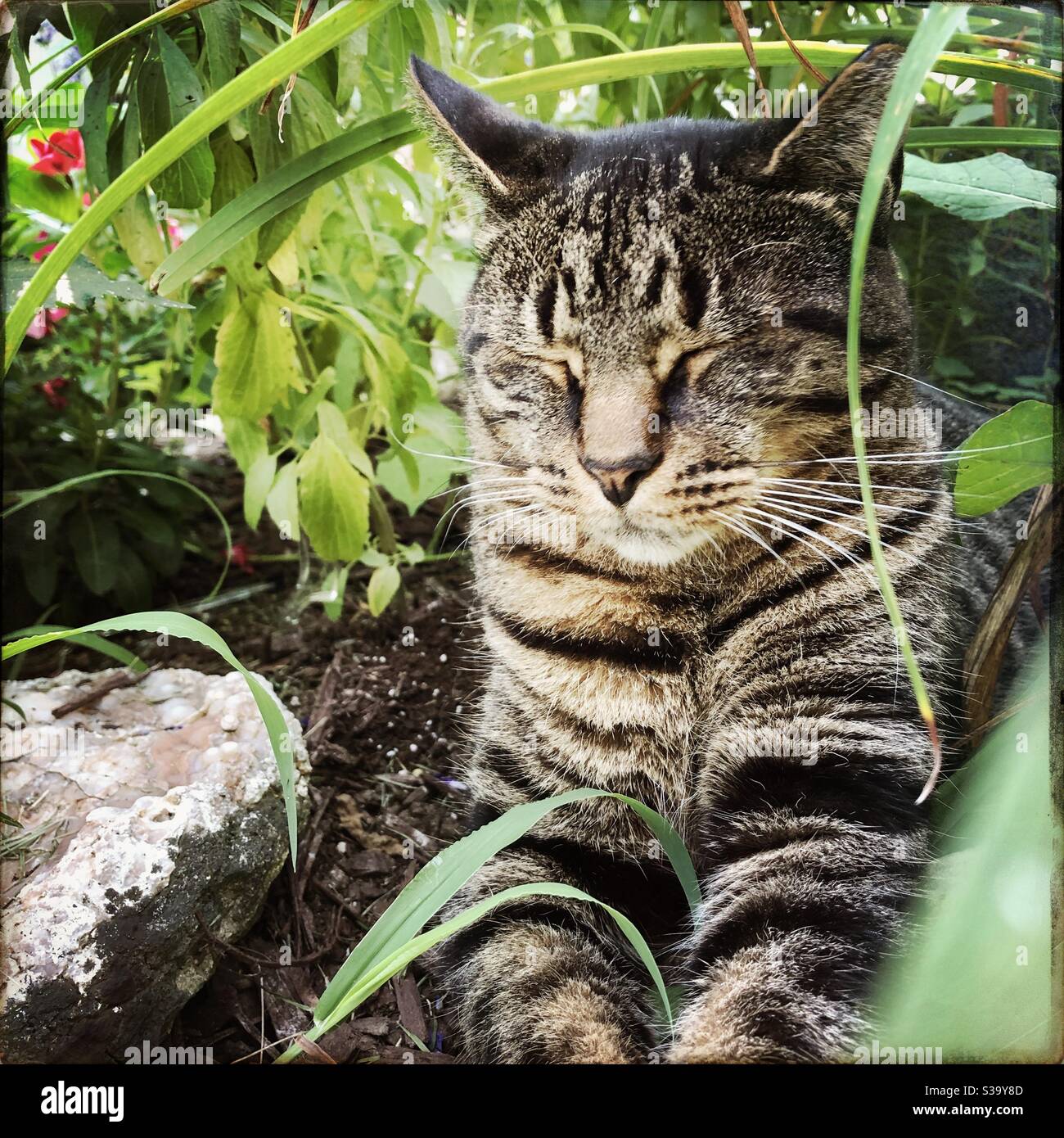 Eine tabby Katze schlummert in einem Garten. - Smartphone-aufgenommenes Stockfoto