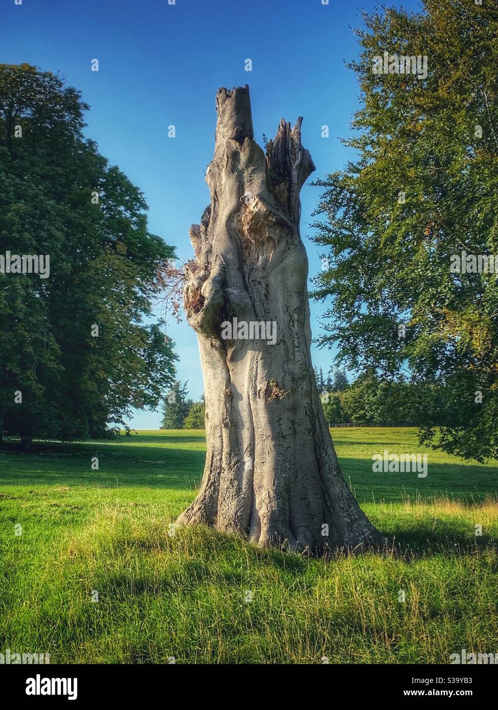 Stumpf eines toten Baumes mit komikischem Gesicht, der auf dem Gelände eines Herrenhauses in England, Großbritannien, steht Stockfoto