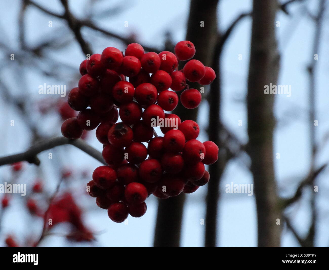 Rote Beeren hängen vom Baum, rote Beeren im Fokus Stockfoto