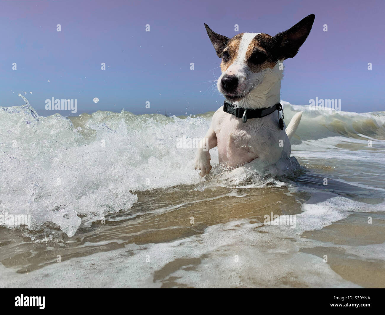 Glücklich aussehender Jack Russell Terrier Hund, der im seichten Wasser an einem sonnigen Strand spielt, während die Wellen sich einrollen. Stockfoto