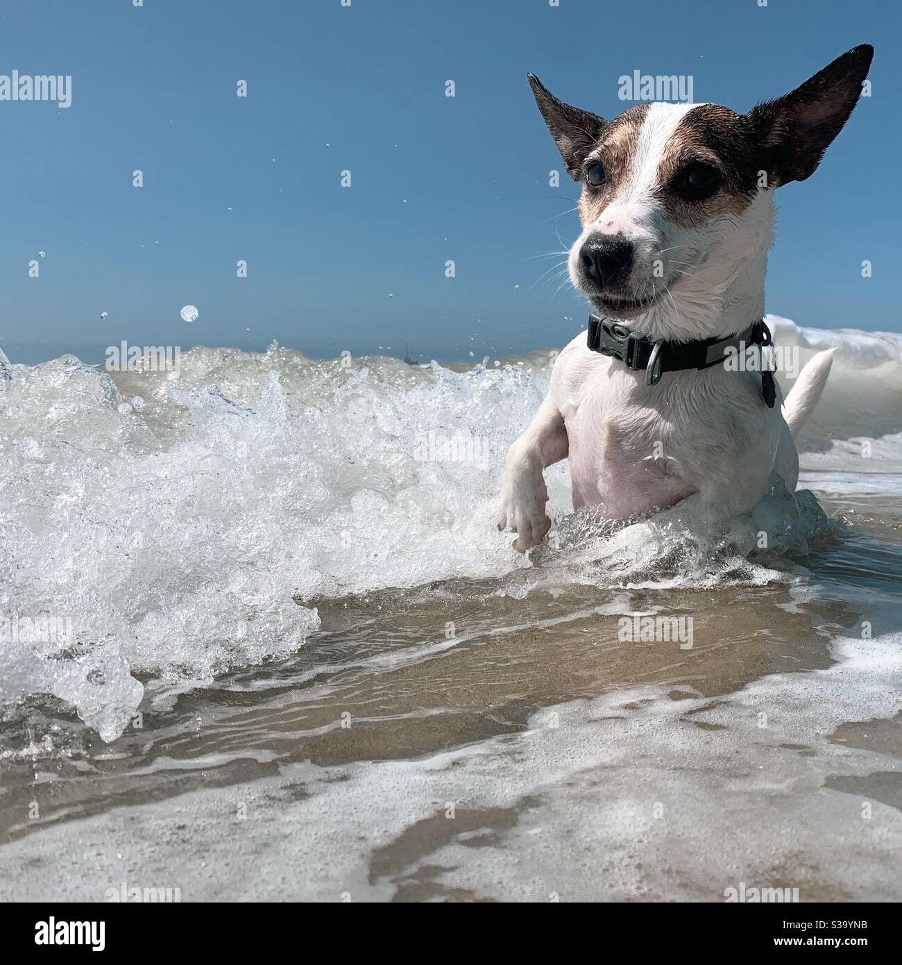Verspielter Jack Russell Terrier spielt in Wellen im seichten Meerwasser an einem sonnigen warmen Tag. Quadratisches Erntegut. Stockfoto
