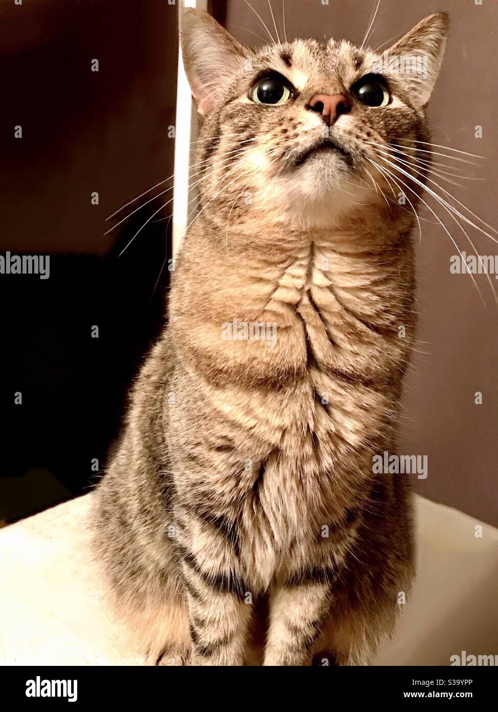 Porträt einer schönen braunen gestromten Katze mit wunderschönen grünlich-goldenen Augen Kastrierte weibliche Rettungs-Kitty jetzt als Indoor-Begleiter Haustier leben Inländische oder amerikanische Kurzhaar Stockfoto