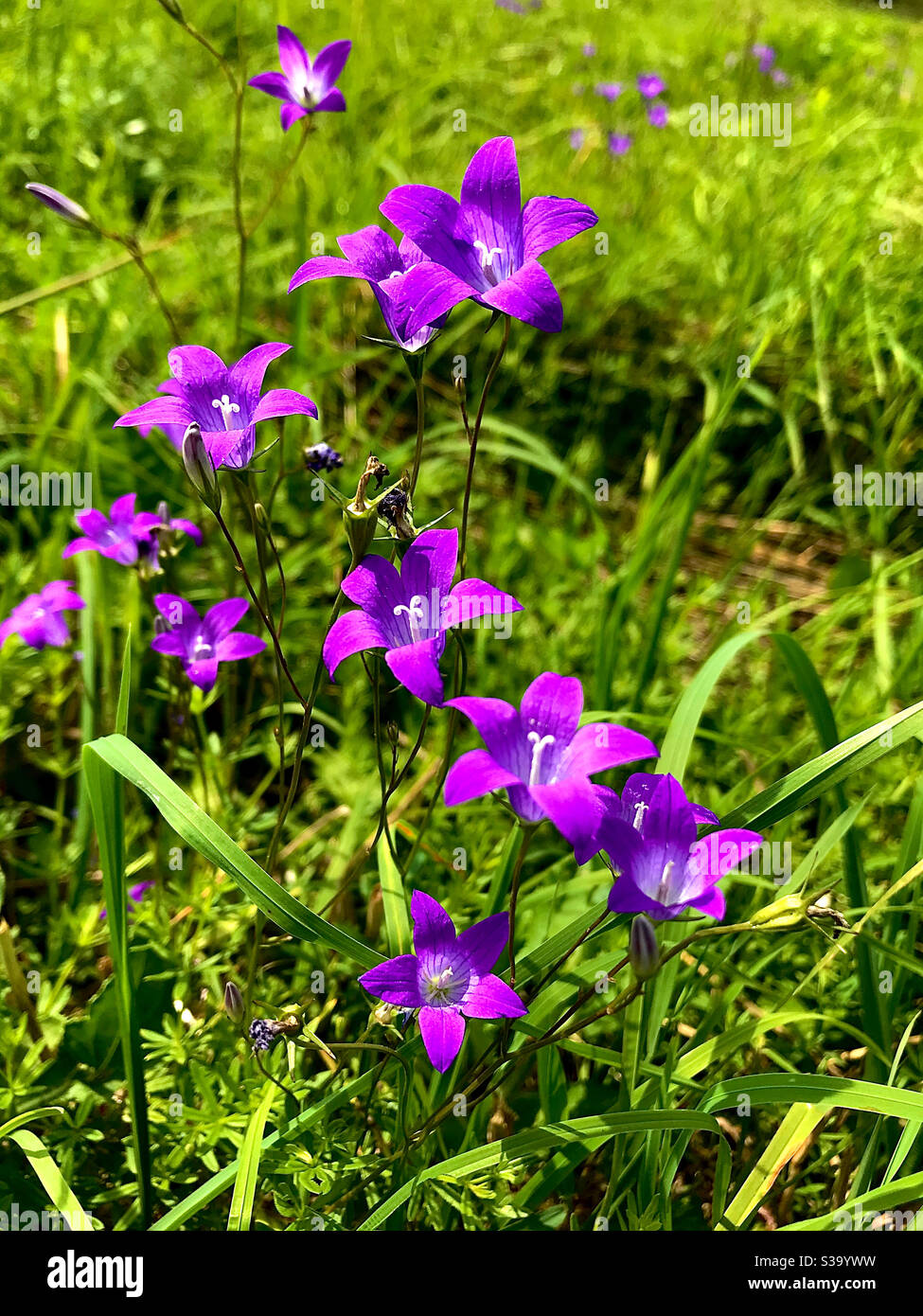 Flieder Wildblumen auf einem Hintergrund von grünem Gras - Smartphone-aufgenommenes Stockfoto