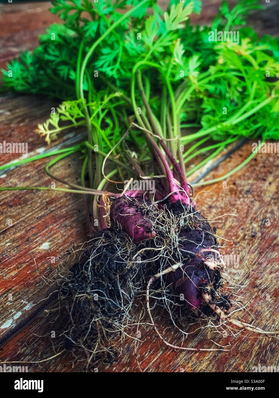 Purpurne Karotten entwurzelt Stockfoto