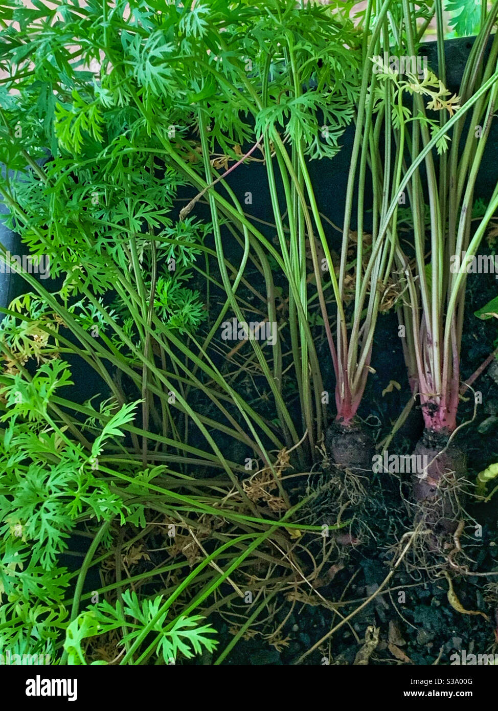 Violette Erbmöhren bewachsen und frisch im Garten entwurzelt, grüne grüne Karottenspitzen - Smartphone-aufgenommenes Stockfoto