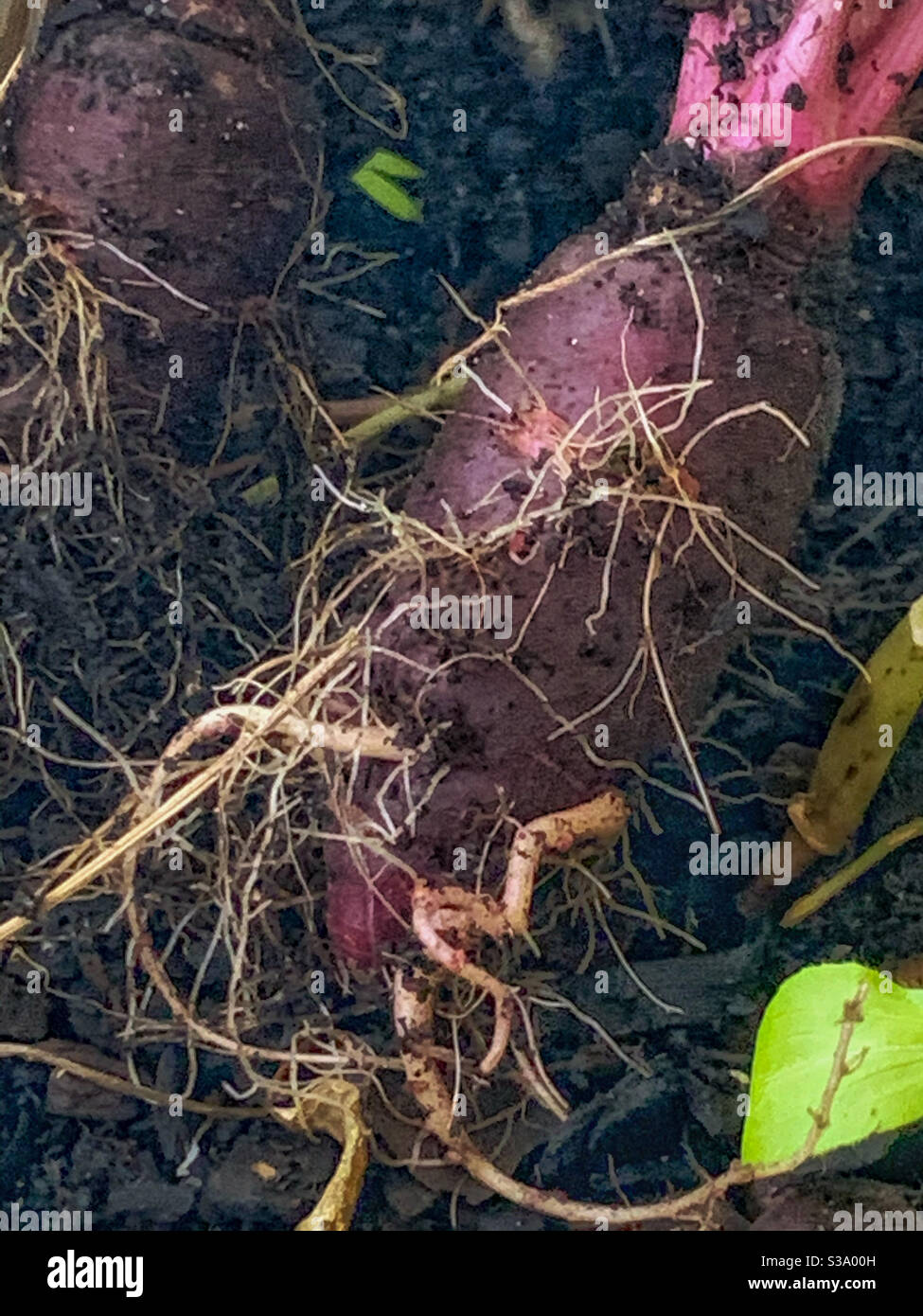 Überwuchert Lila Karotten mit vielen Wurzeln sprießen aus ihnen, aus der Nähe - Smartphone-aufgenommenes Stockfoto