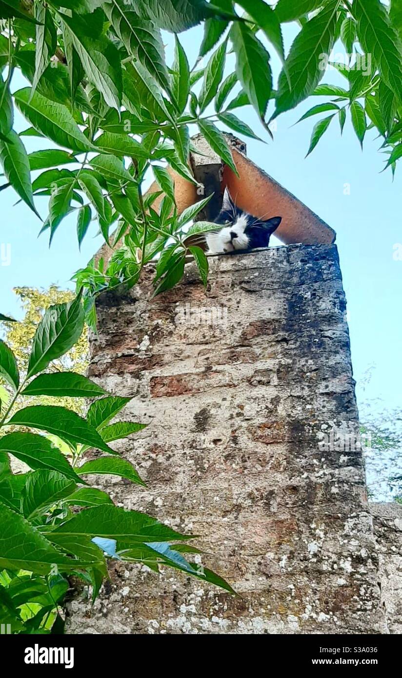 Katze, die im Schornstein ruht Stockfoto
