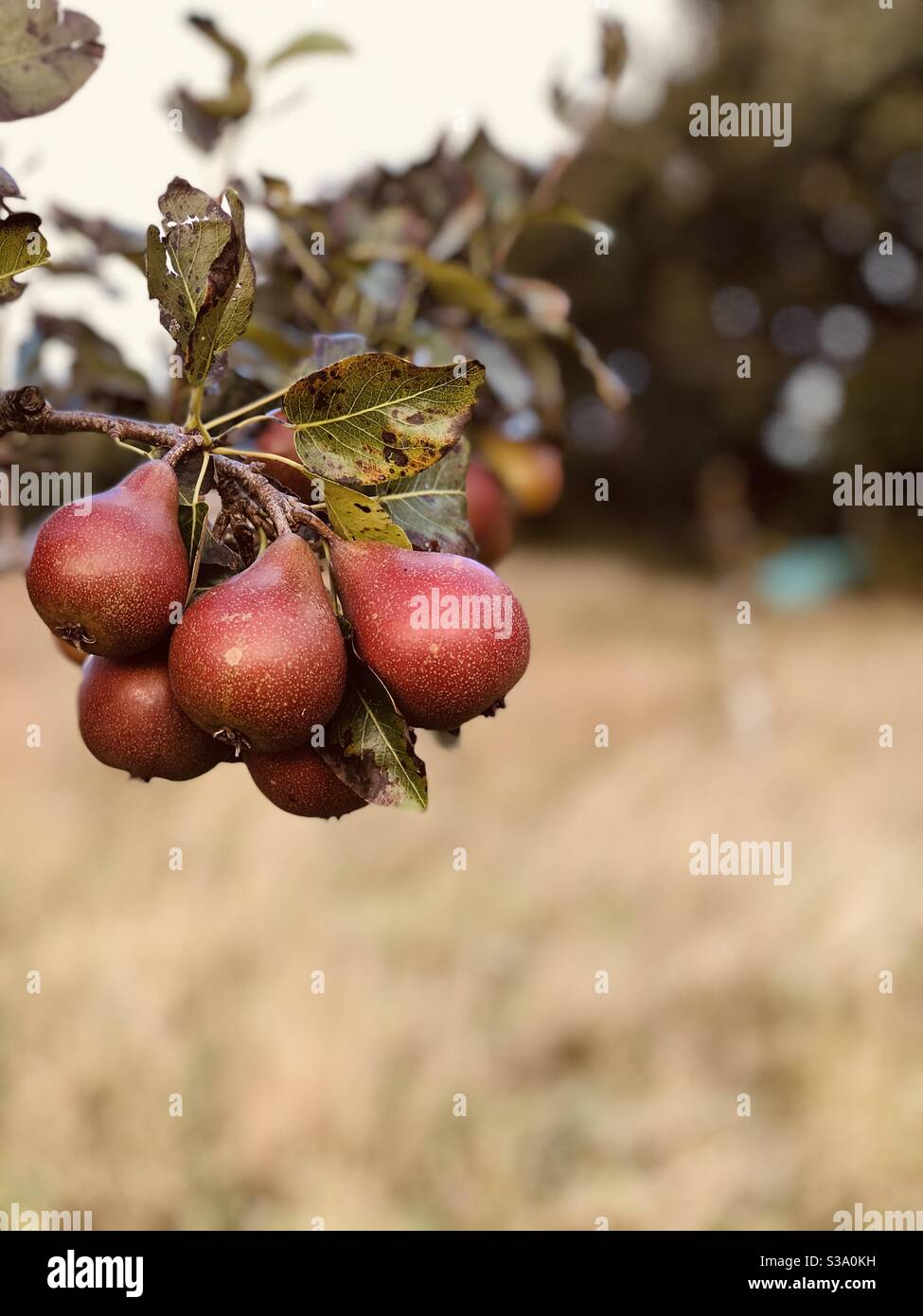 Rote Birnen hängen am Baum - Smartphone-aufgenommenes Stockfoto