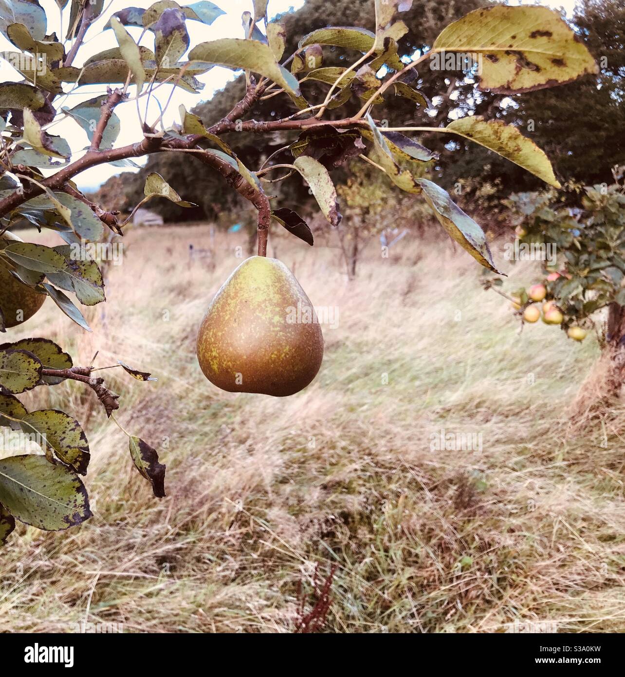 Frische Birne zum Pflücken - Smartphone-aufgenommenes Stockfoto