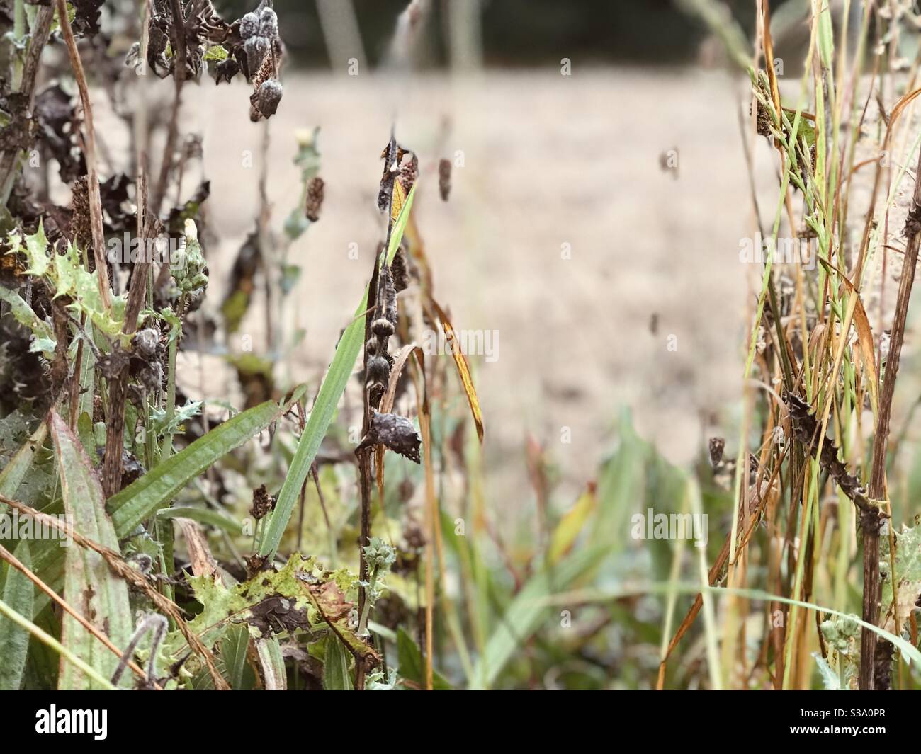 Wilde Gräser in Farbe Stockfoto