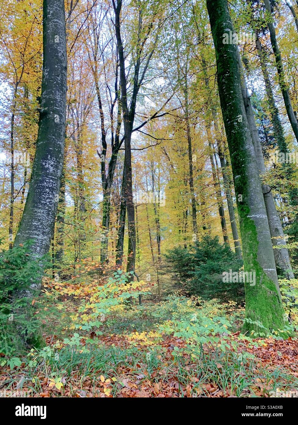 Hohe Bäume in der Herbstsaison Stockfoto