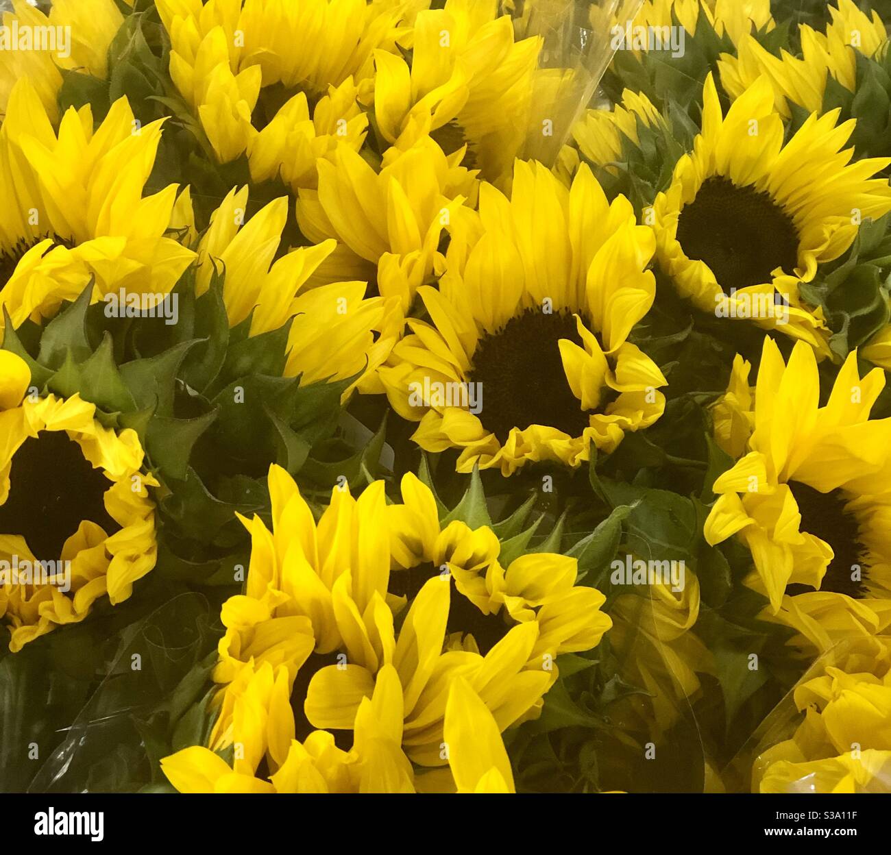 Blumensträuße, Sonnenblumen, Natur, Marketing, fröhlich, hellgelb, große braune Zentren, Nahaufnahme, Blume, Gärten, Landwirtschaft, Verkauf, Nahaufnahme Stockfoto