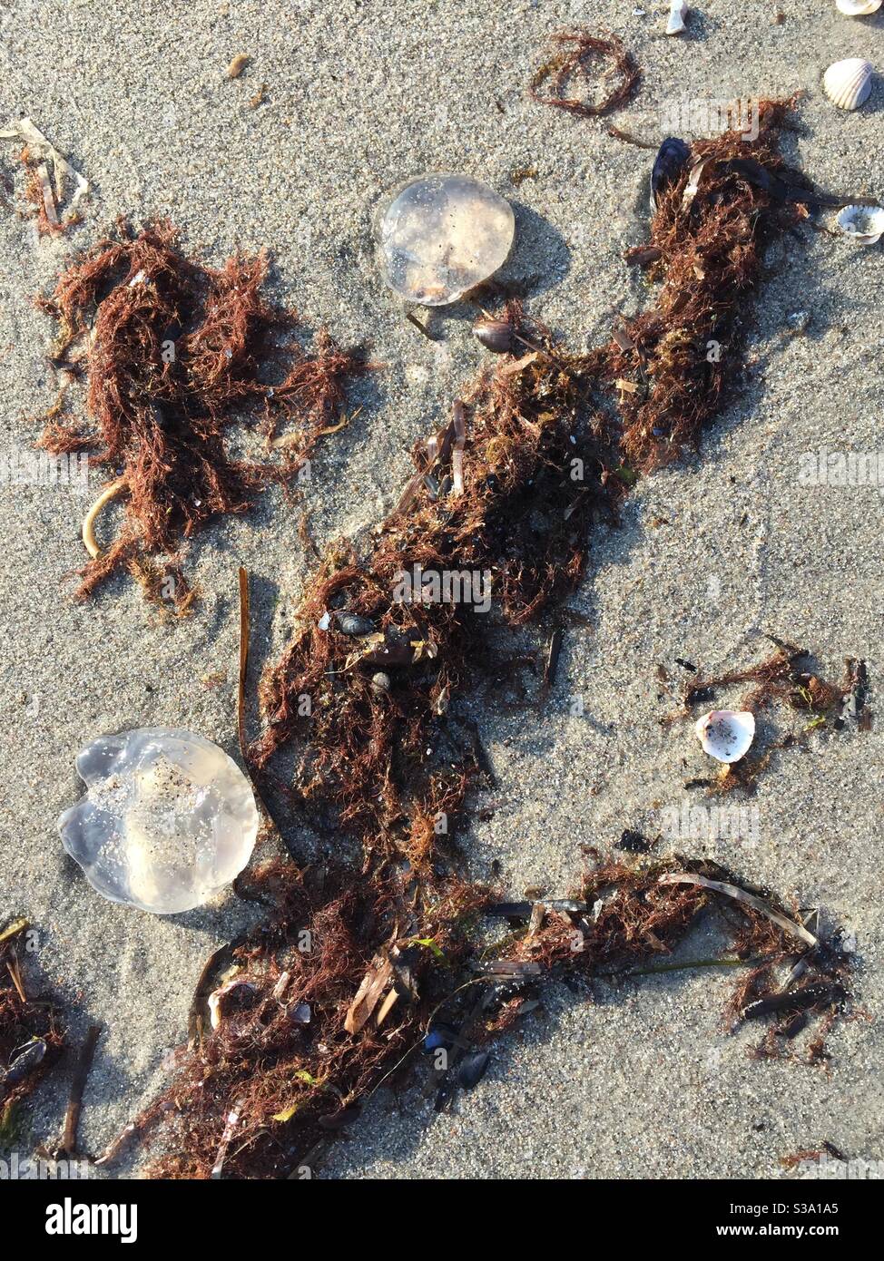 Durchscheinende Quallen an einem silbernen Sandstrand mit Algen Stockfoto