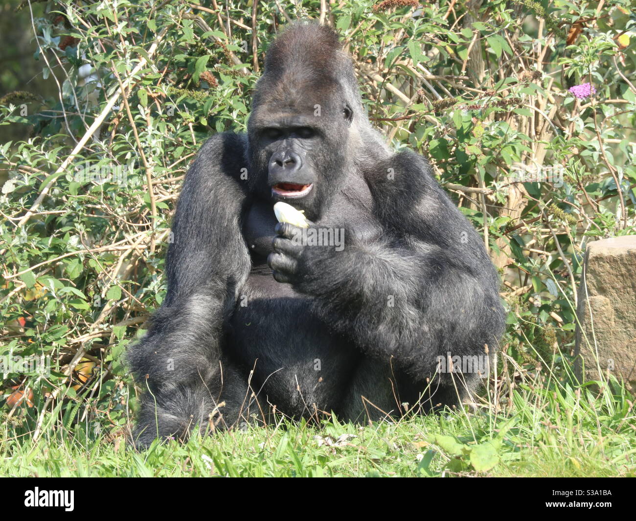 Banana Gorilla in den Büschen - Smartphone-aufgenommenes Stockfoto