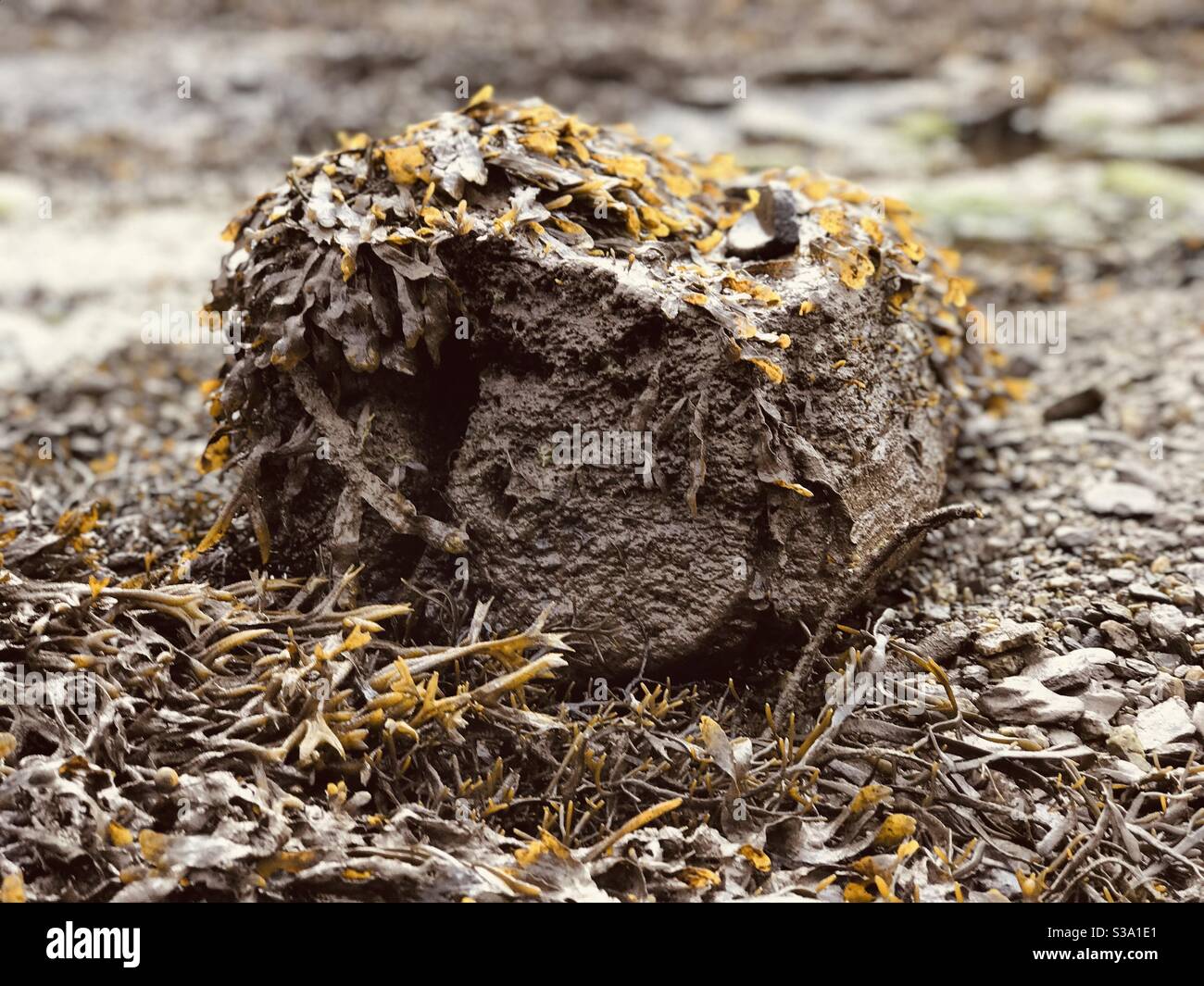 Kleine Raumschiffe verstecken sich am Strand Stockfoto