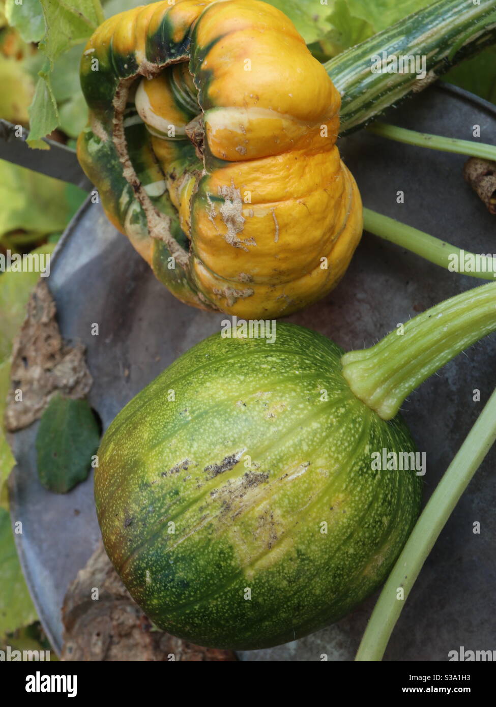Türken-Turban-Squash Stockfoto