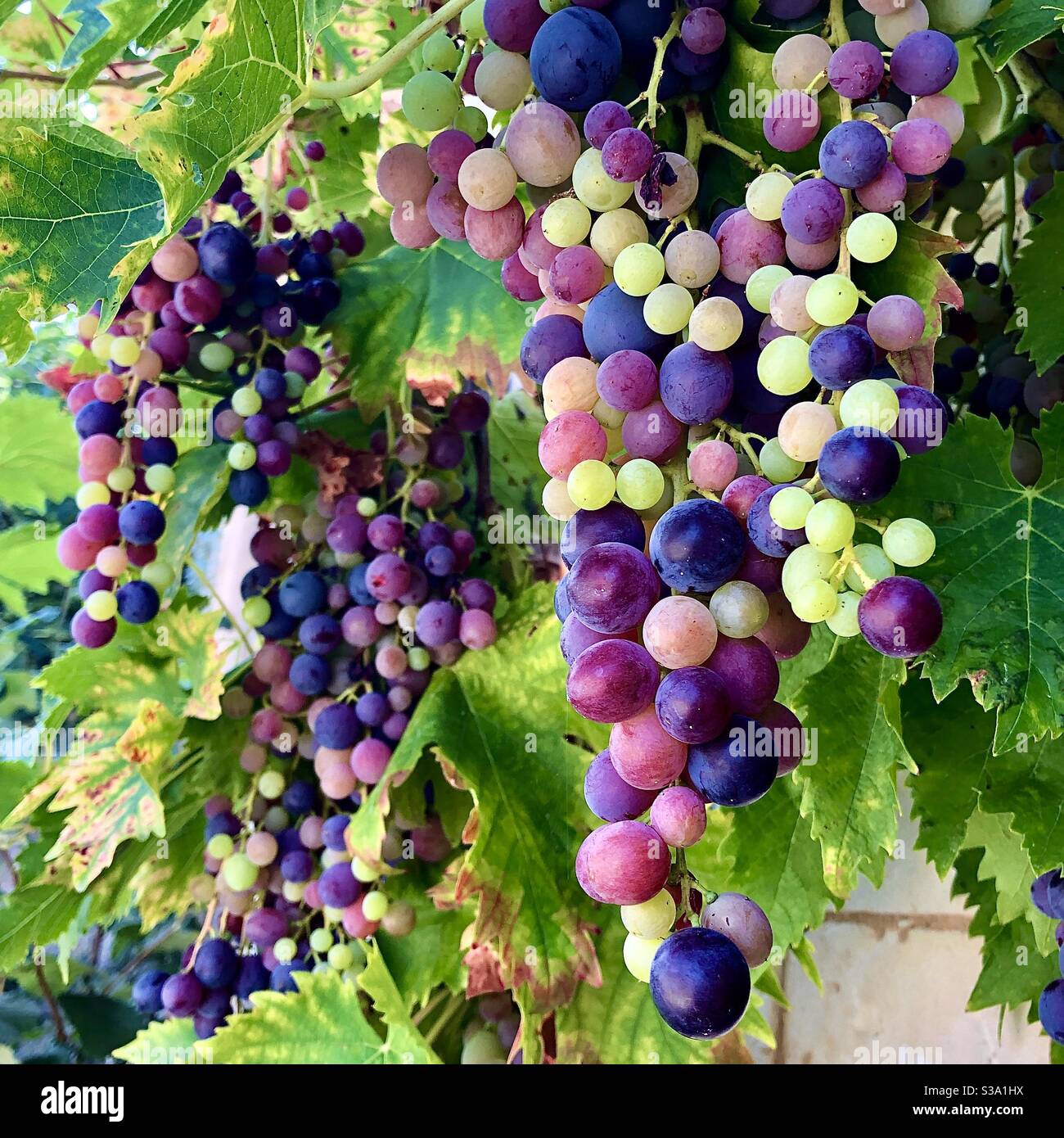 Trauben von Trauben, die von grün zu schwarz werden... die Franzosen nennen diesen natürlichen Prozess « véraison «. Stockfoto