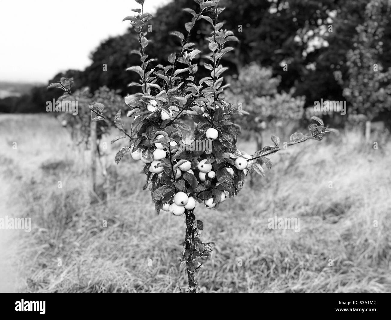 Monochromer Apfelbaum - Smartphone-aufgenommenes Stockfoto