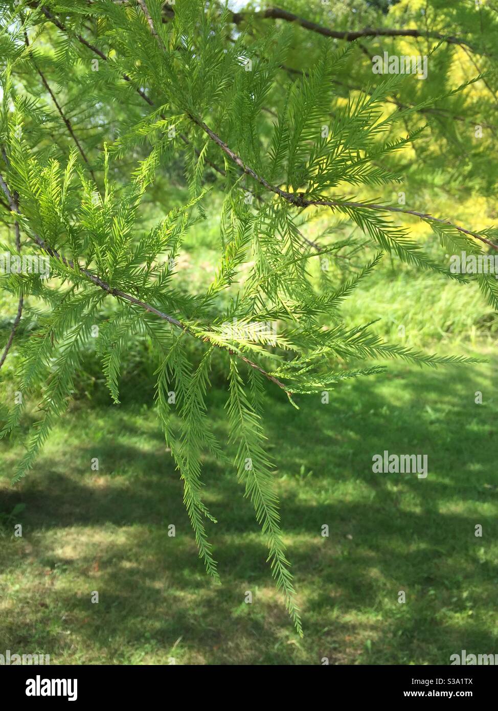 Grüne Birkenblätter oder Nadeln gegen einen grünen Hintergrund auf Ein sonniger Tag Stockfoto