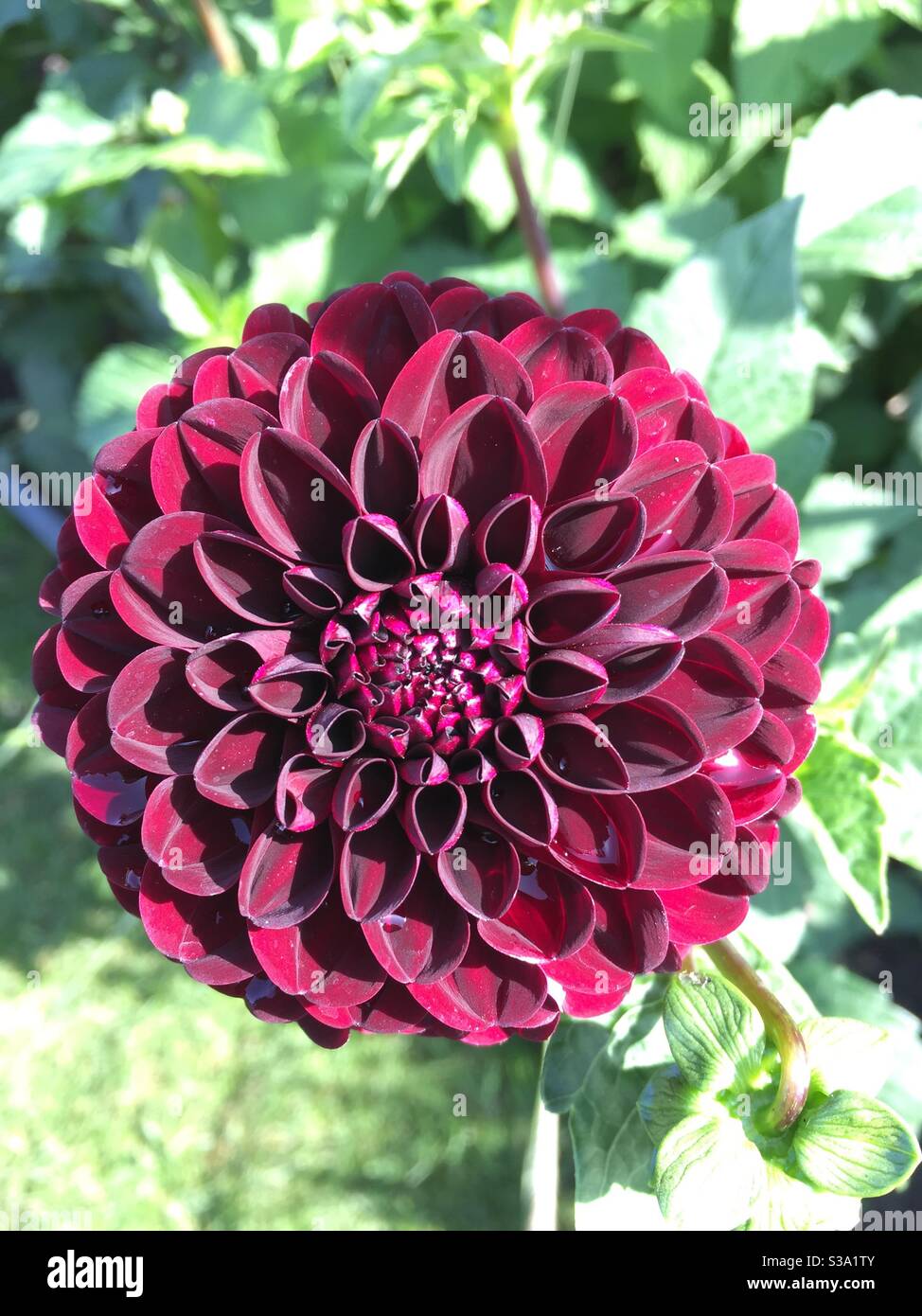 Pompom Dahlia ‘Zigeunernacht’. Dunkelviolett Stockfoto