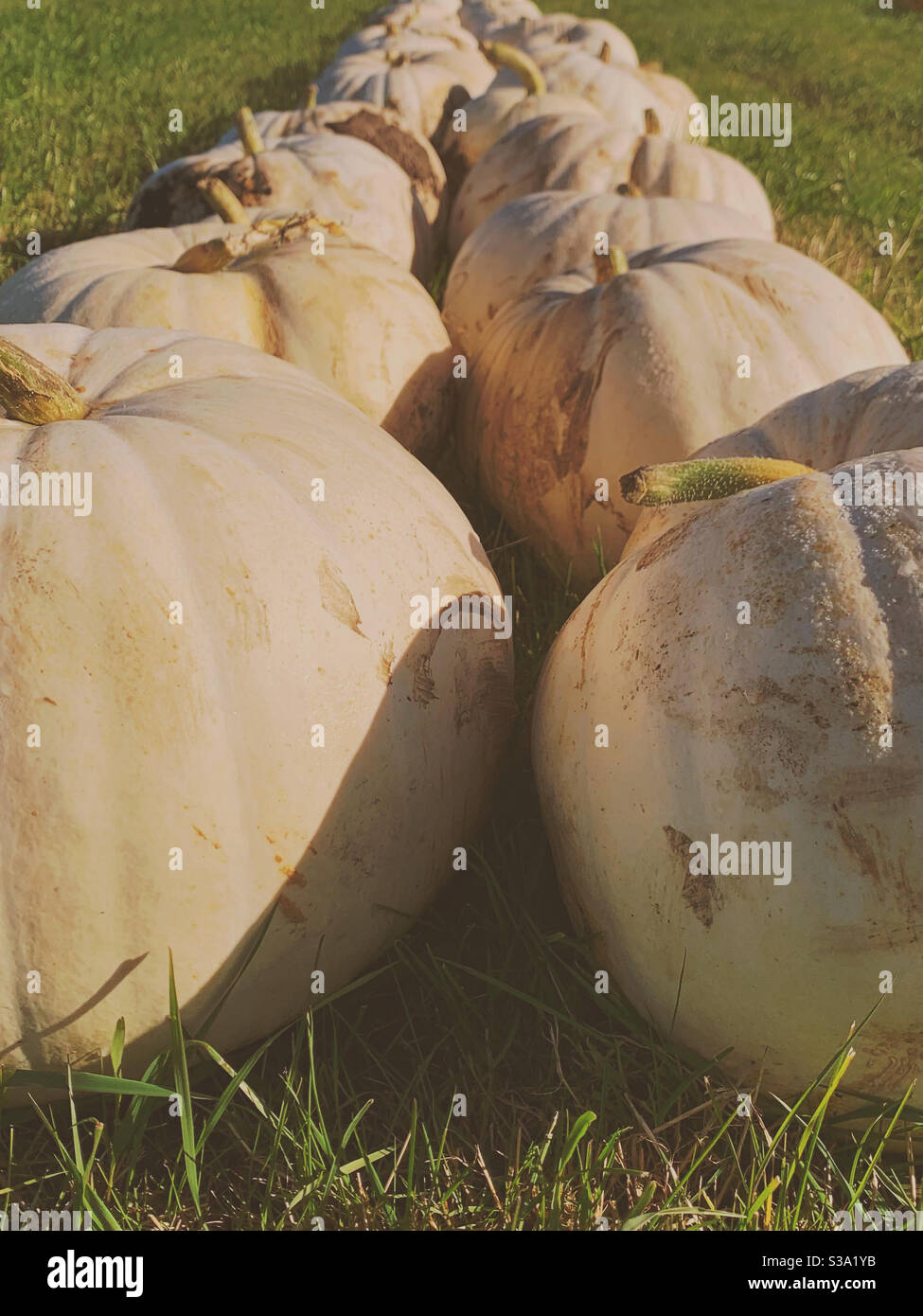 Reihe von weißen Geist Kürbisse. Seltene Sorte von Kürbis. Squash-Familie Stockfoto