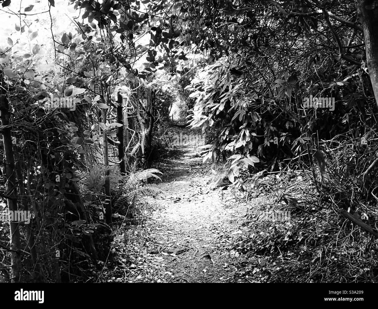 Das Licht am Ende des Pfades - Smartphone-aufgenommenes Stockfoto