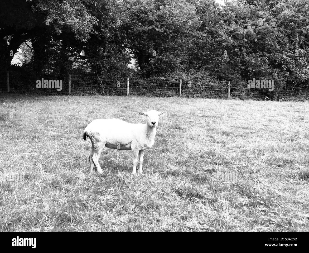 Wachsam geschert Schafe Stockfoto