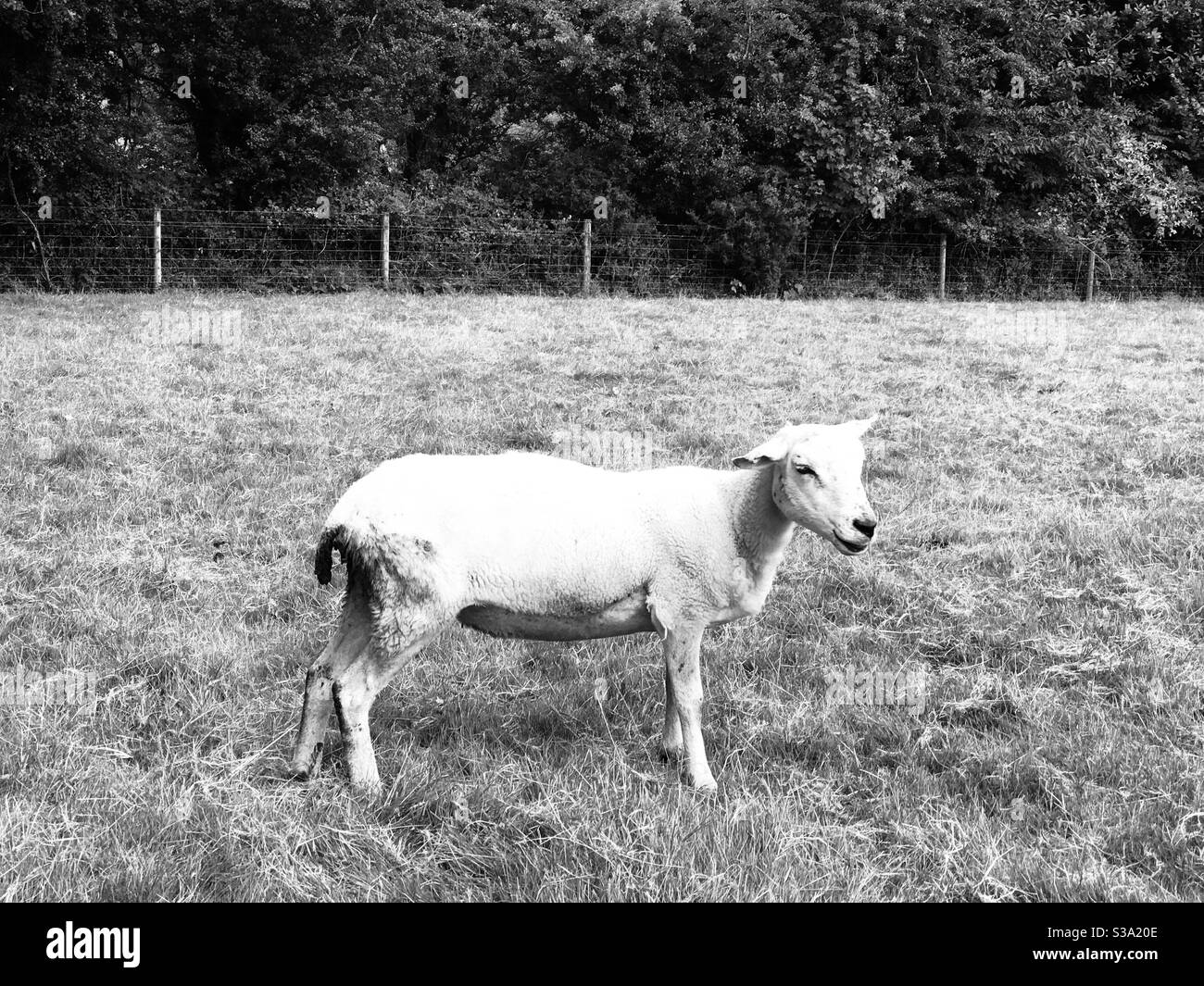 Gescherte Schafe, die ihr eigenes Geschäft Stockfoto
