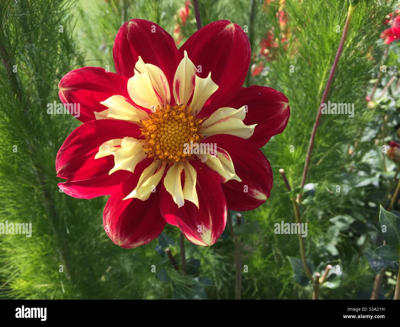 Collerette dahlia ‘Michael Rösch‘ roter Außenring mit weichem gelben Innenring oder Colletette. Halskrauendahlie rot und gelb Stockfoto