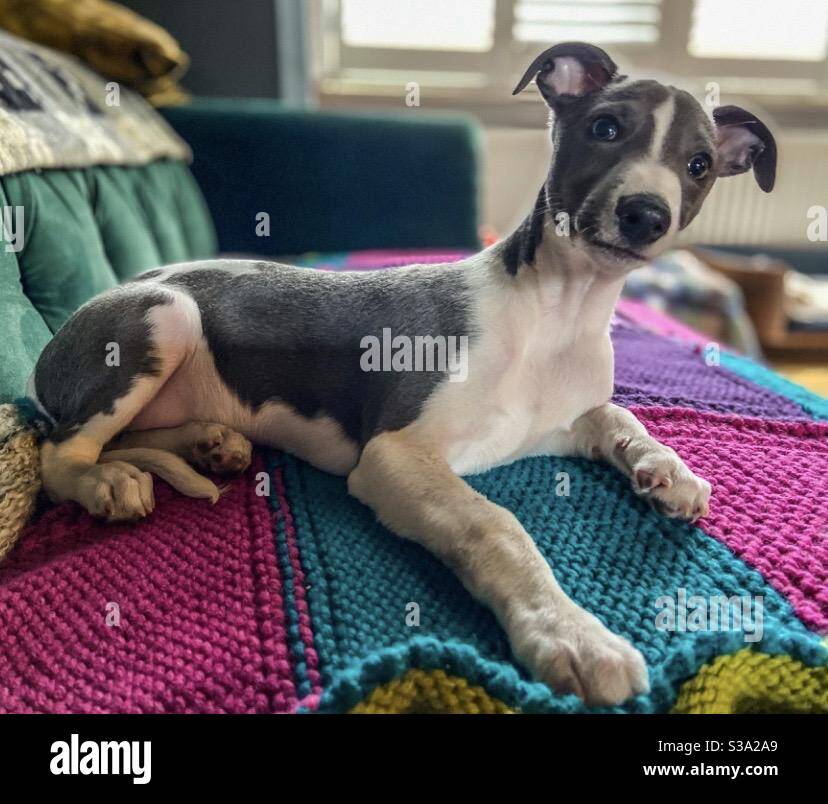 Hunde - Smartphone-aufgenommenes Stockfoto