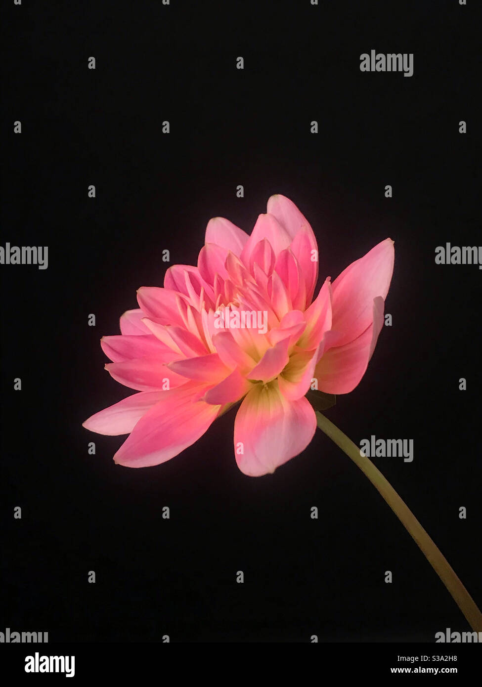 Eine schöne rosa Dahlia Stockfoto