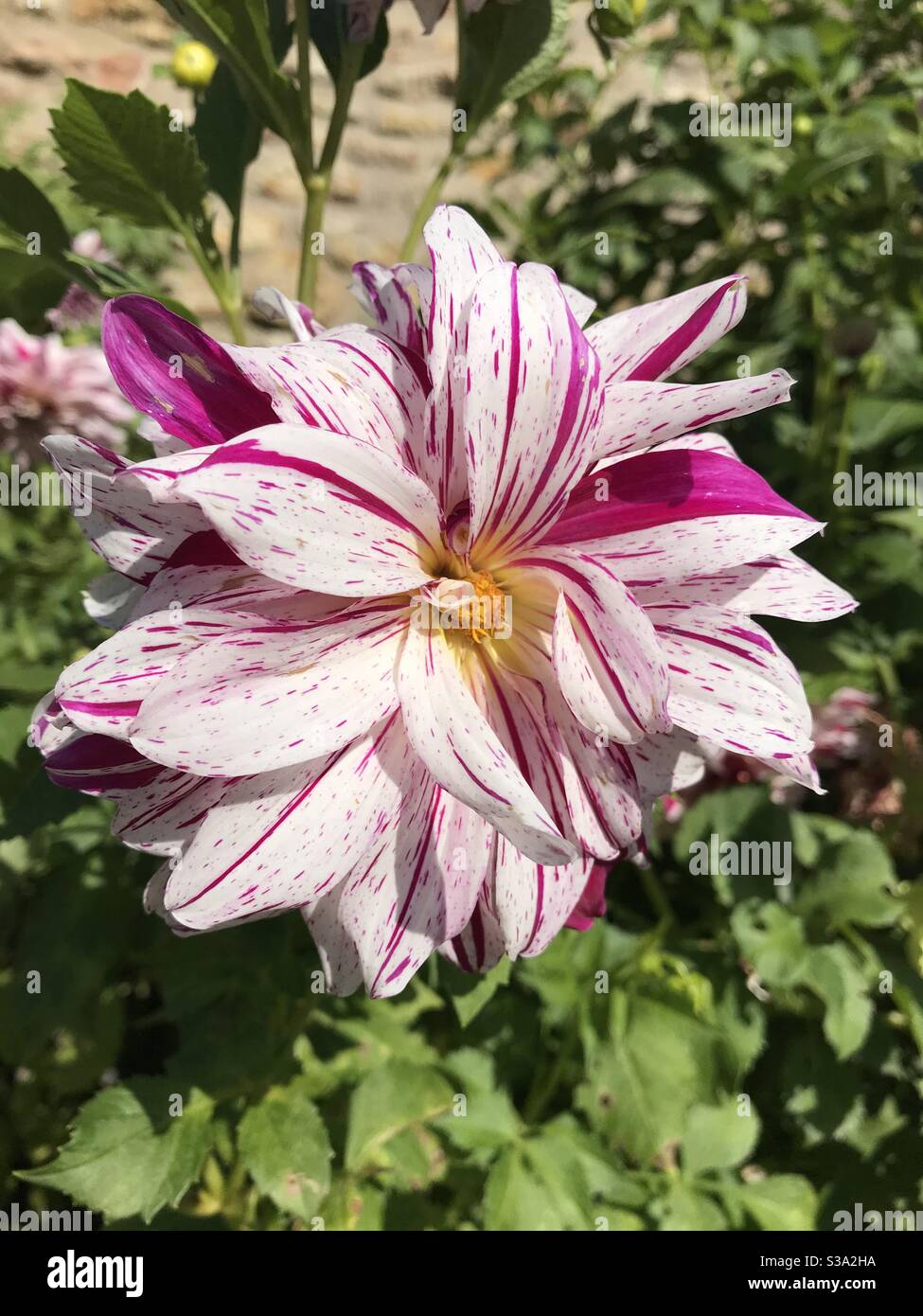 Eine wunderschöne rosa, scharlachrote und weiße Dahlie Stockfoto