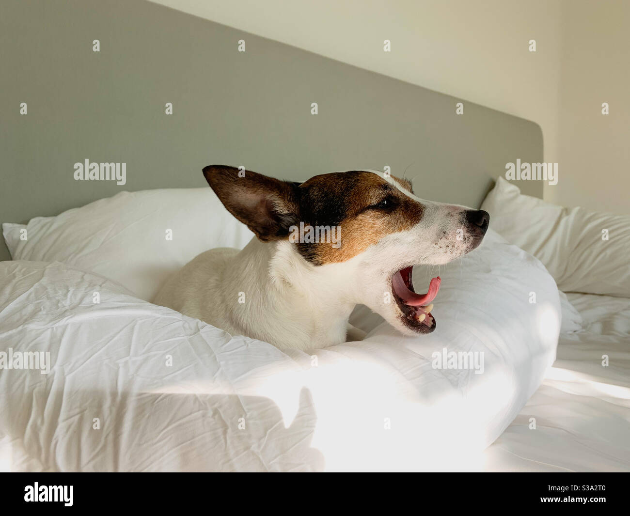 Jack Russell Terrier Hund gähnend, während eingebettet zwischen Kissen auf einem Bett von der Morgensonne beleuchtet. Stockfoto