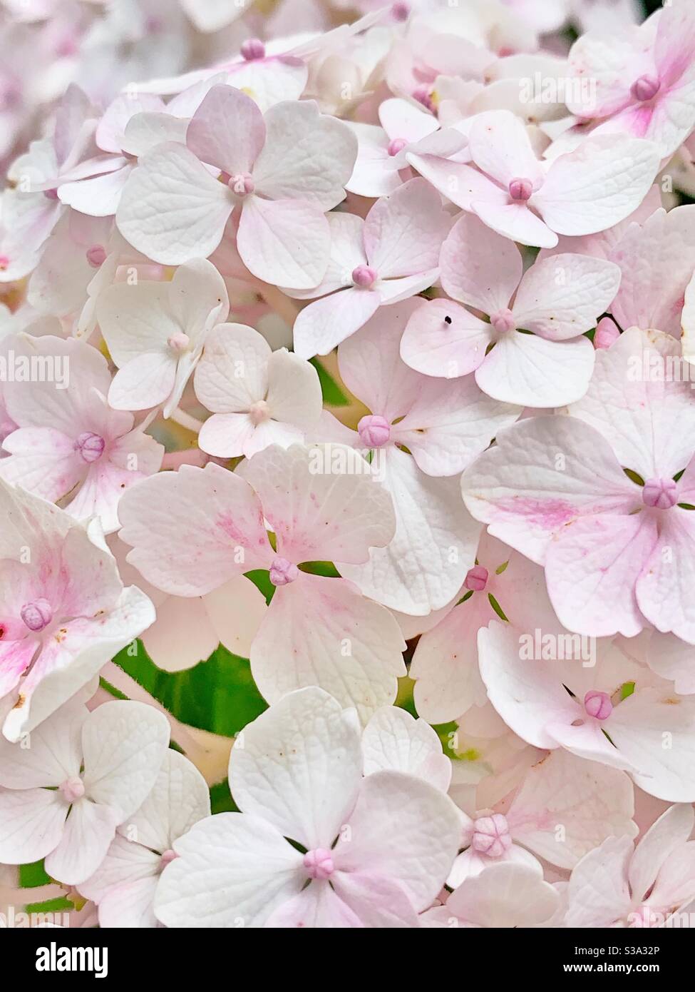Weiße und rosa Hortensien Blüten Stockfoto