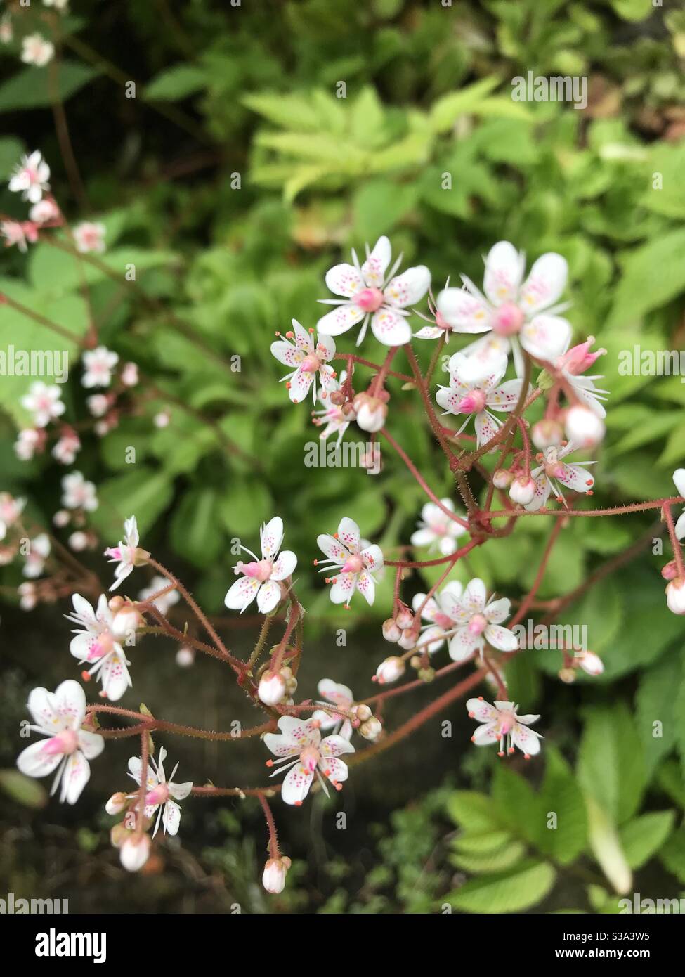 Wild London Pride - Saxifraga- blassrosa Blüten wachsen aus Saftige Stämme im Wald in Alaska Stockfoto