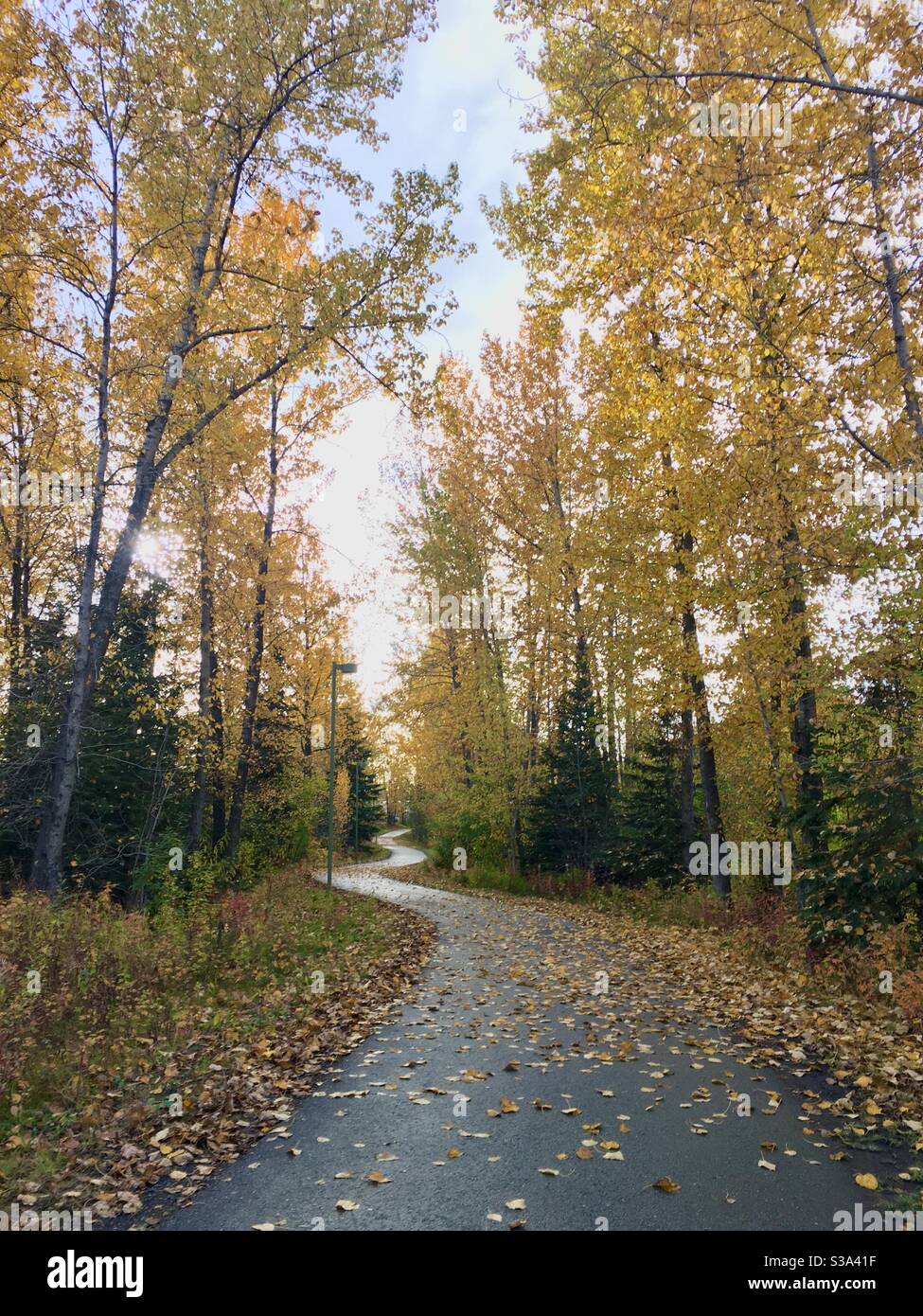Herbstfarben auf Ship Creek Trail, Anchorage, Alaska. - Smartphone-aufgenommenes Stockfoto