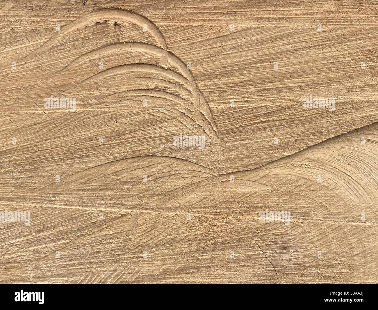 Voller Hintergrund von Texturen aus geschnittener Magnolienbaumrinde - Smartphone-aufgenommenes Stockfoto