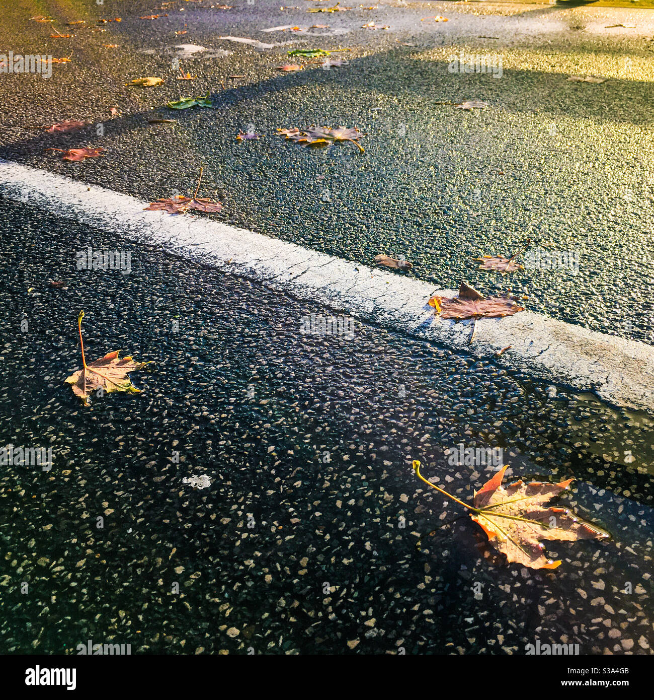 Herbstblätter auf nassem Asphalt mit weißer Linie. Stockfoto