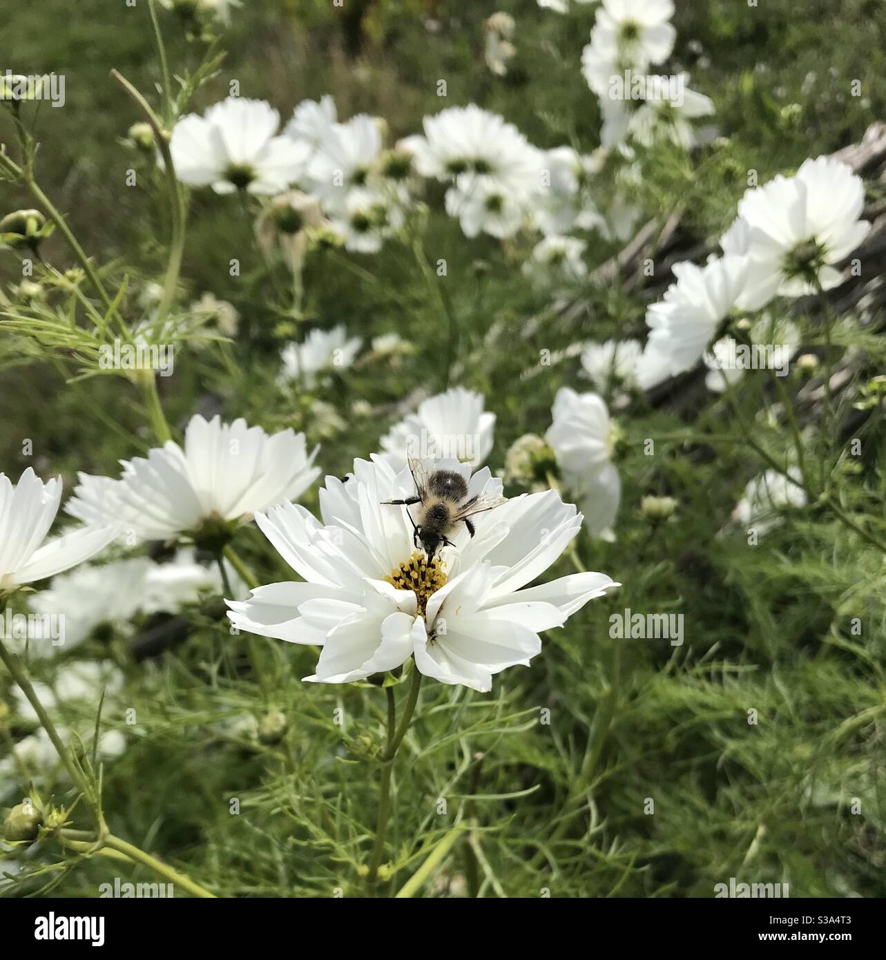 Biene auf japanischer Anemone Stockfoto