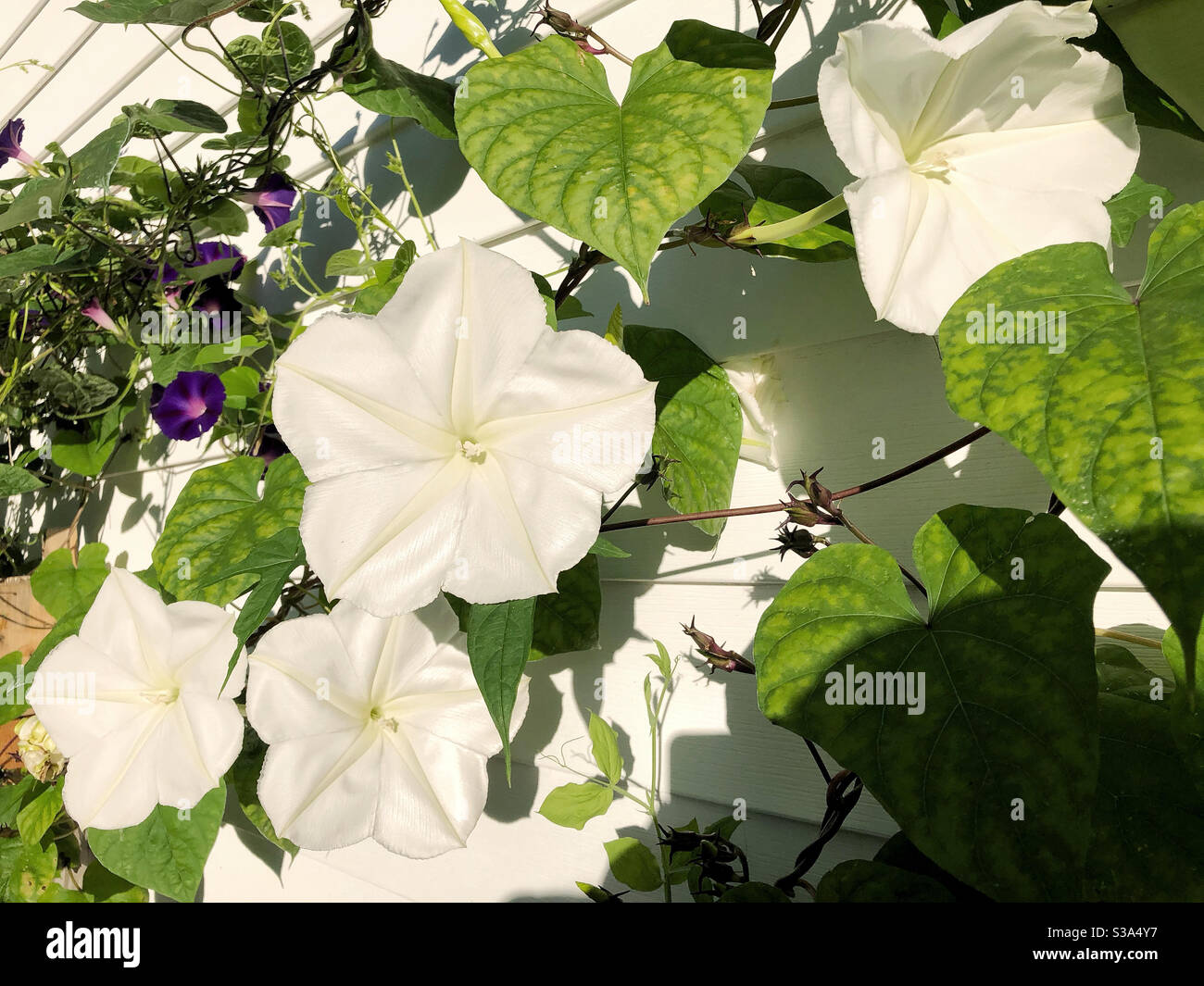 Mond Blumen Stockfotos Und Bilder Kaufen Alamy