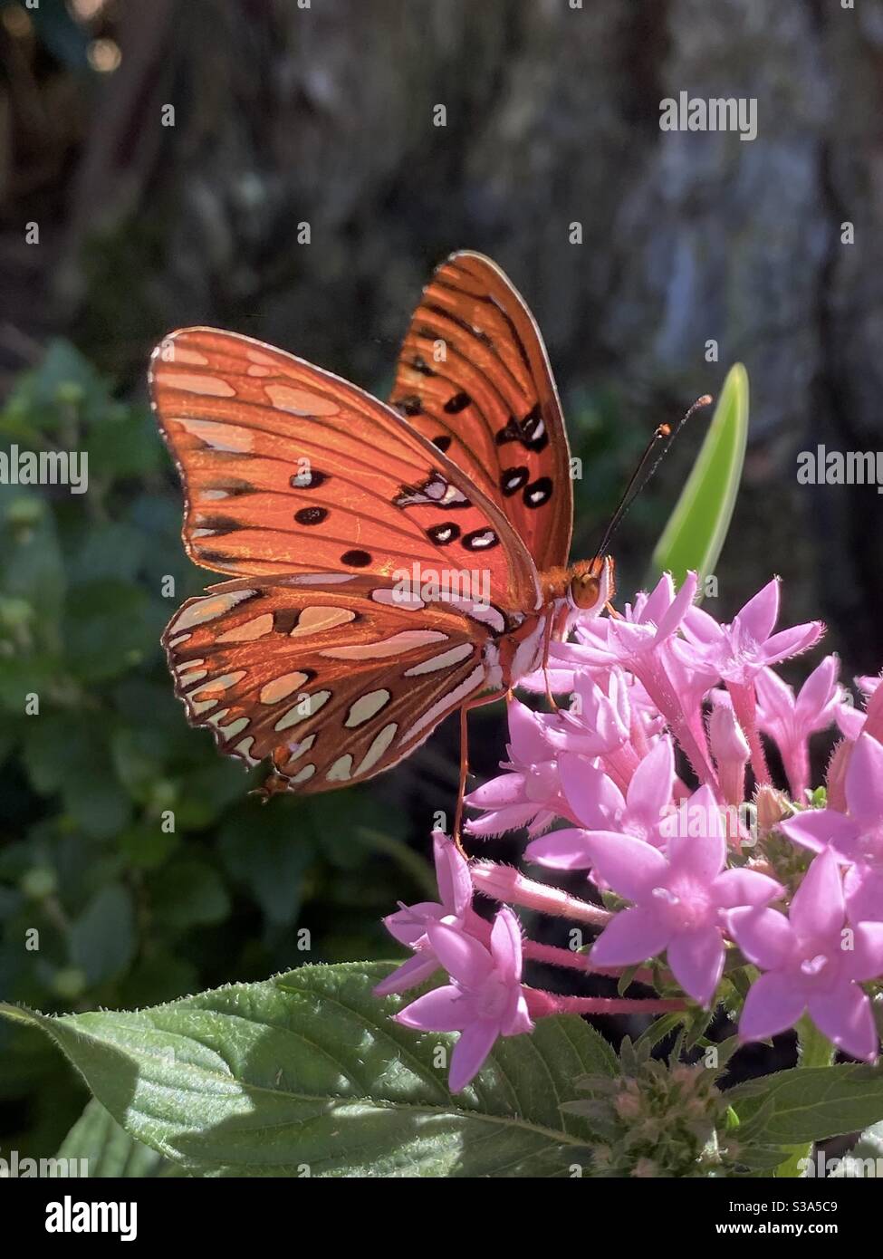 Orange gemusterter Flügel Gulf Fritillary Schmetterling auf rosa Blüten Stockfoto