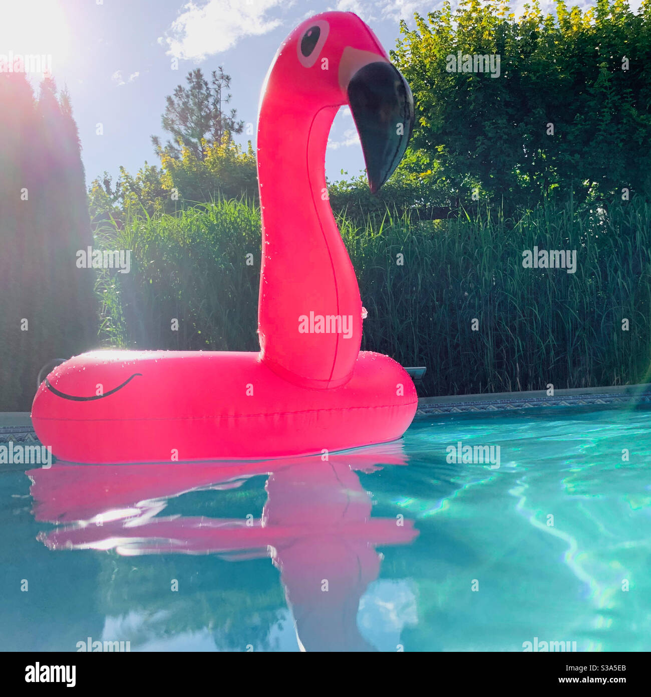 Ein knallrosa aufblasbarer Flamingo, der an einem sonnigen Tag im klaren, frischen Wasser eines Hinterhof-Swimmingpools mit üppiger grüner Vegetation im Hintergrund schwimmt. Stockfoto