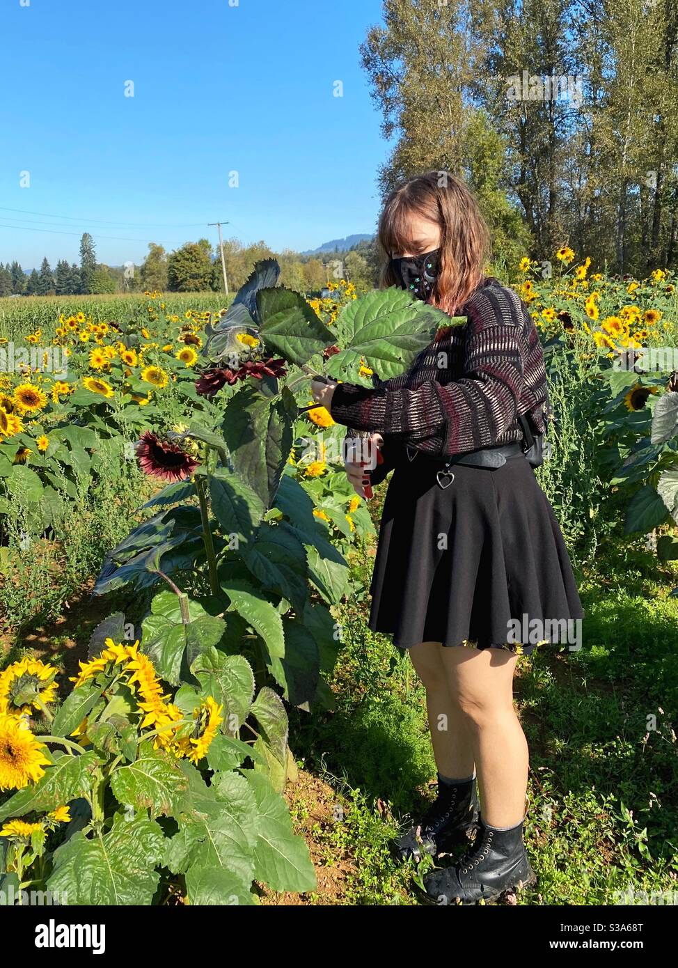 Junge Frau Trimmen Sonnenblume in einem Sie Blume Farm holen. Stockfoto