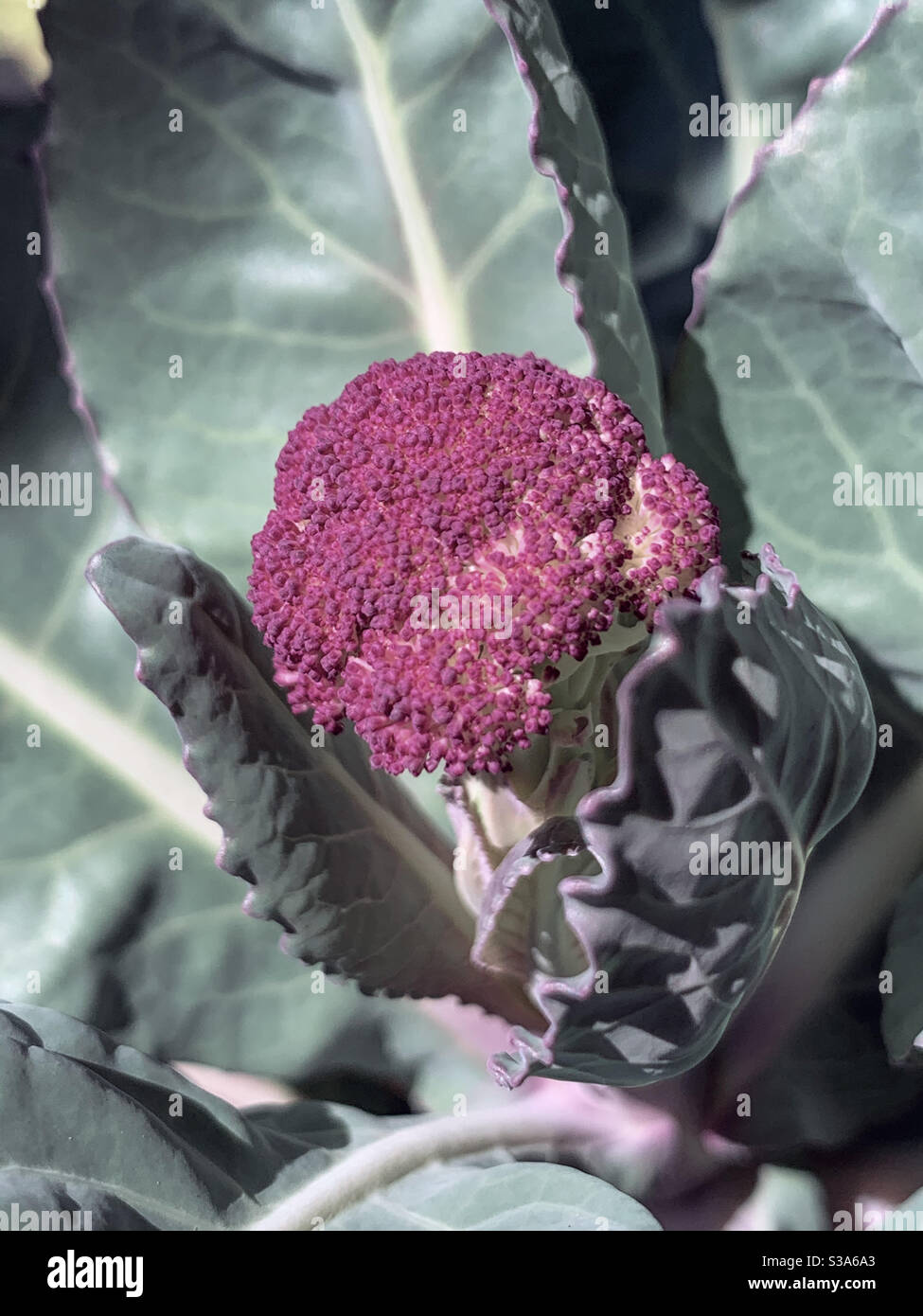 Lila Blumenkohl wächst Stockfoto