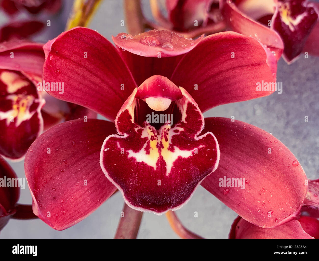 Tiefrote Cymbidium Orchidee I. volle Blüte - Smartphone-aufgenommenes Stockfoto