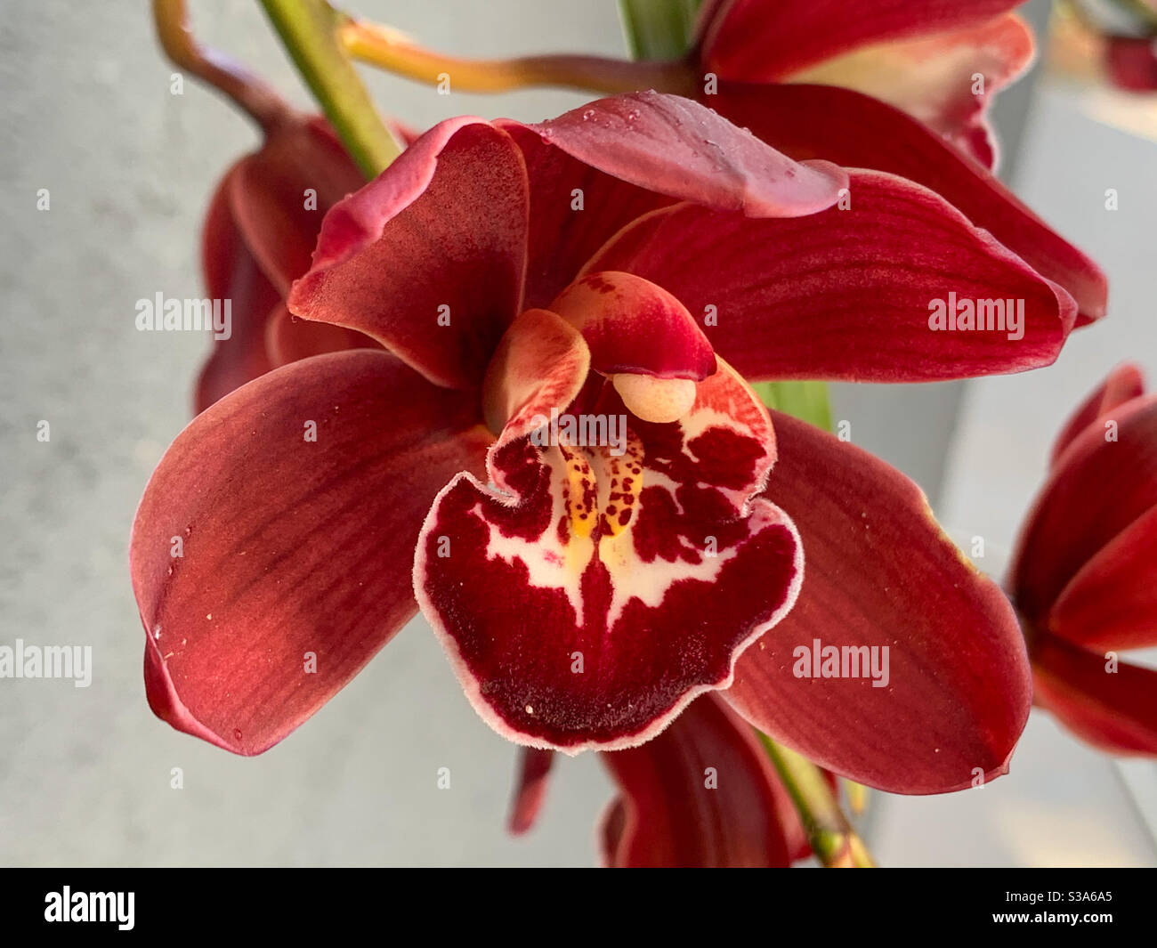 Dunkelrote Cymbidium-Orchidee - Smartphone-aufgenommenes Stockfoto
